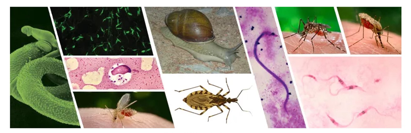 Dia Mundial das Doenças Tropicais Negligenciadas